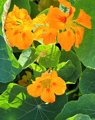 Image of Garden Nasturtium