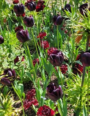 Image of Garden Tulip