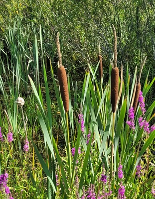 Image of Bullrush