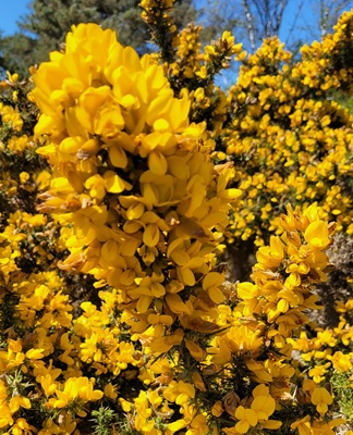 Image of Common Gorse