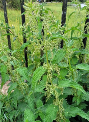Image of Stinging Nettle