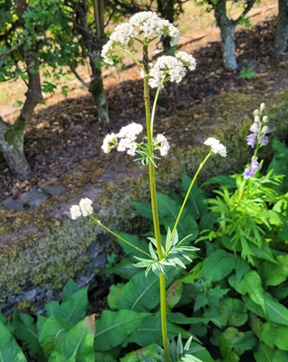 Valerian