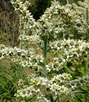 White False Hellebore