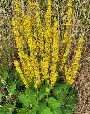 Image of Dark Mullien