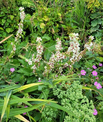 Image of Nettle-leaved Mullein