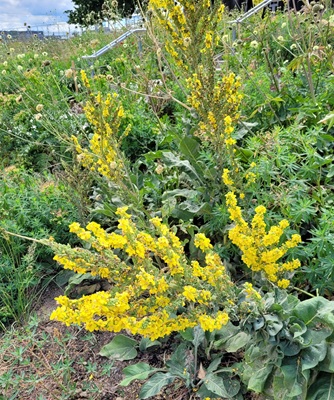 Image of White Mullein