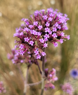 Image of Purpletop Vervain