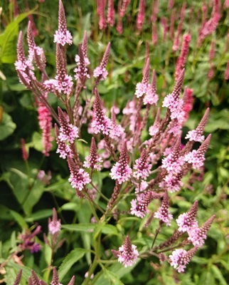 Blue Vervain