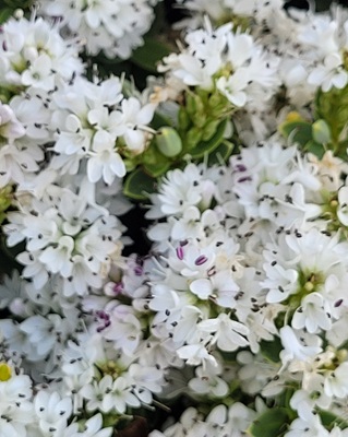 Image of Topiarist's hebe