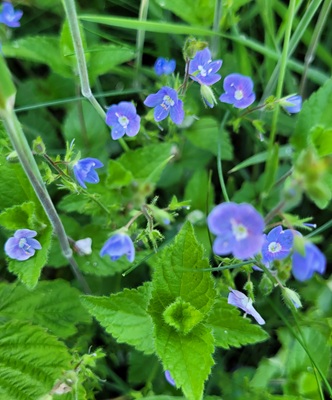 Image of Germander Speedwell