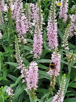 Image of Longleaf Speedwell