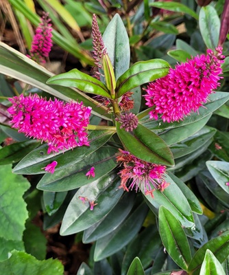 Image of Hedge Veronica