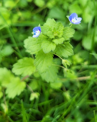 Image of Birdeye Speedwell