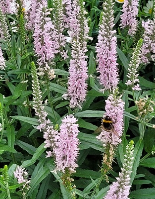 Image of Spiked Speedwell