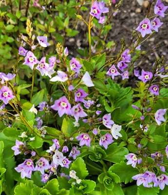 Image of Blue Water-speedwell