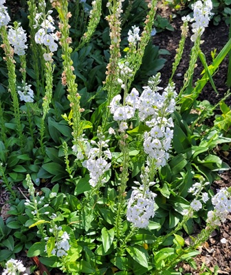 Gentian Speedwell