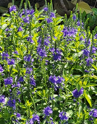 Large Speedwell