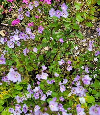 Image of Heath Speedwell