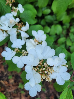 Image of Japanese Snowball