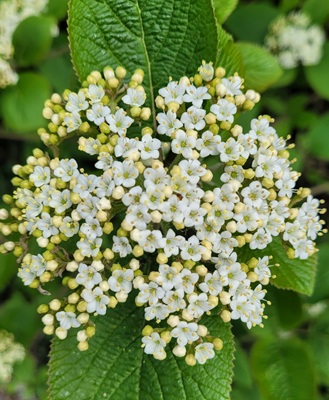 Image of Wayfaring Tree