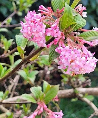 Image of Fragrant Viburnum