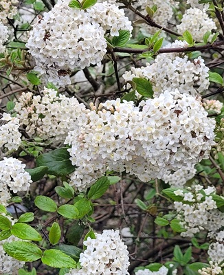 Image of Wayfaring Tree