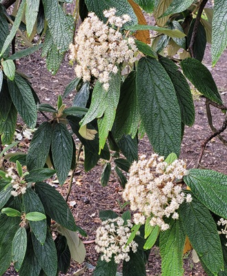 Image of Leatherleaf Viburnum