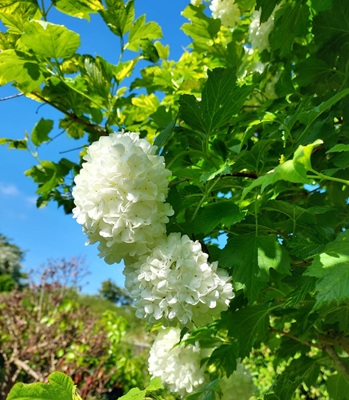 Guelder-rose