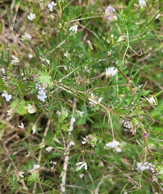 Image of Hairy Tare