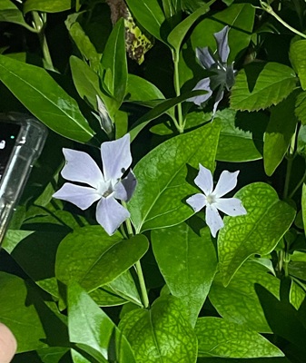 Image of Intermediate Periwinkle