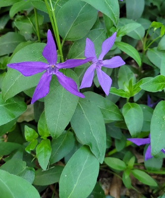 Greater Periwinkle