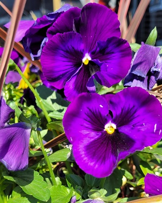 Image of Pansy