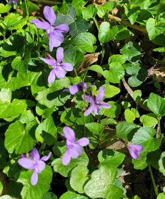 Image of Dog Violet