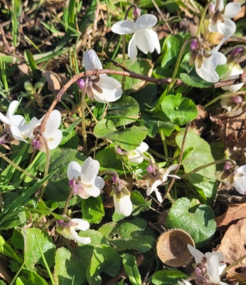 Image of Sweet Violet