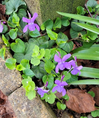Image of Early Dog Violet