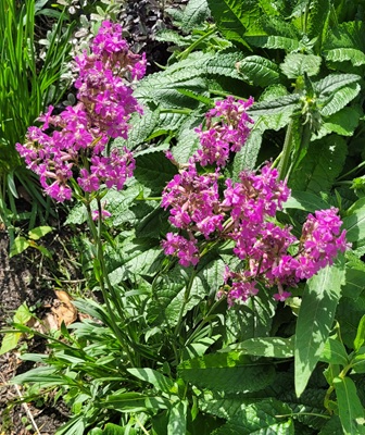 Image of Sticky Catchfly