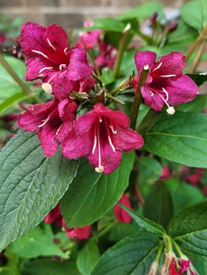Image of Weigela