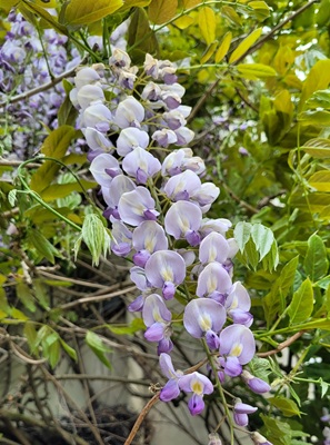 Image of Chinese Wisteria