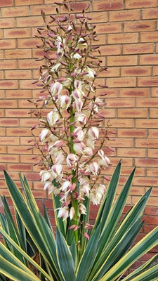 Image of Spanish Dagger