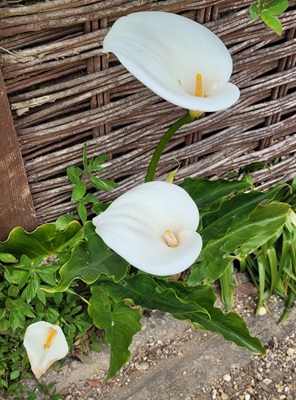 Image of Arum Lily