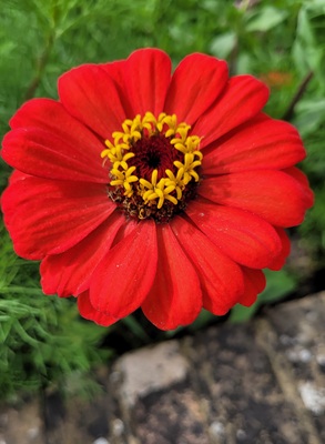 Image of Zinnia