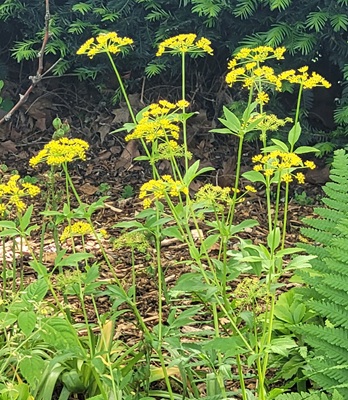 Image of Golden Alexanders