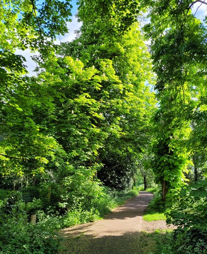 Woodland