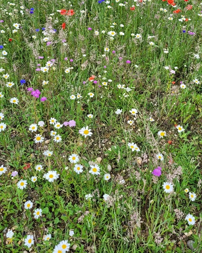 Grassland area in June