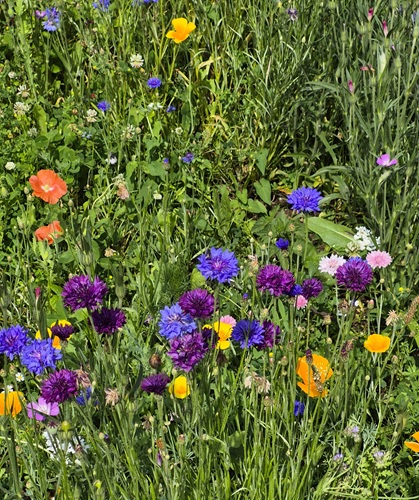 Grassland area in July