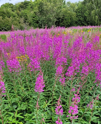 Chalk Grassland