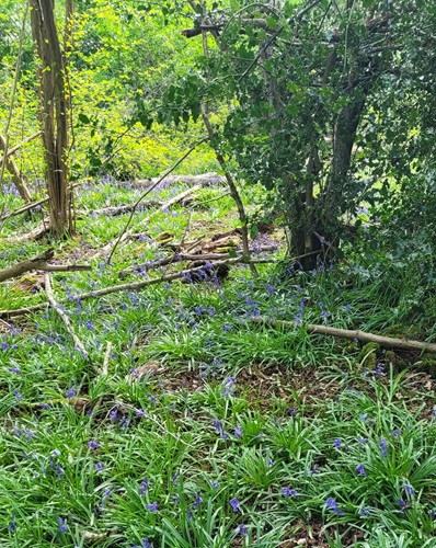 Woodland