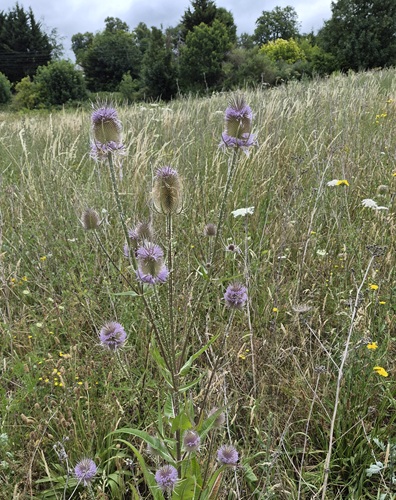 Grassland Hill July
