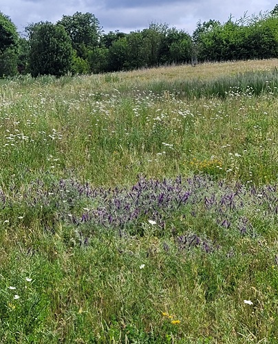 Grassland Hill June