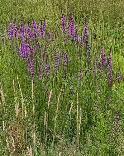 Pond Edge July
